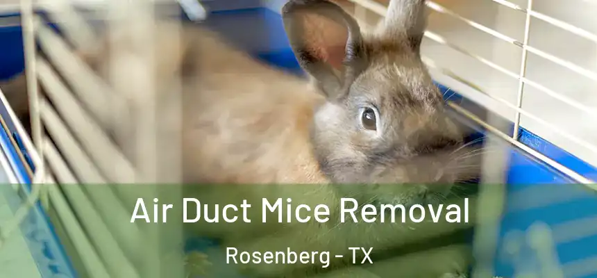  Air Duct Mice Removal Rosenberg - TX
